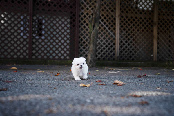 Teacup Maltese Female [Cara] - Lowell Teacup Puppies inc