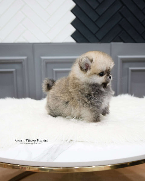 Teacup Pomeranian Female [Stacy]