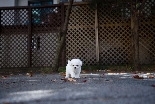 Teacup Bichon frise Male [Otto] - Lowell Teacup Puppies inc