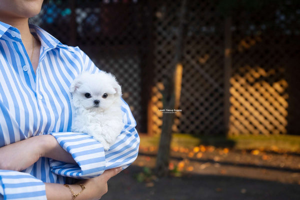 Teacup Maltese Female [Juniper] - Lowell Teacup Puppies inc