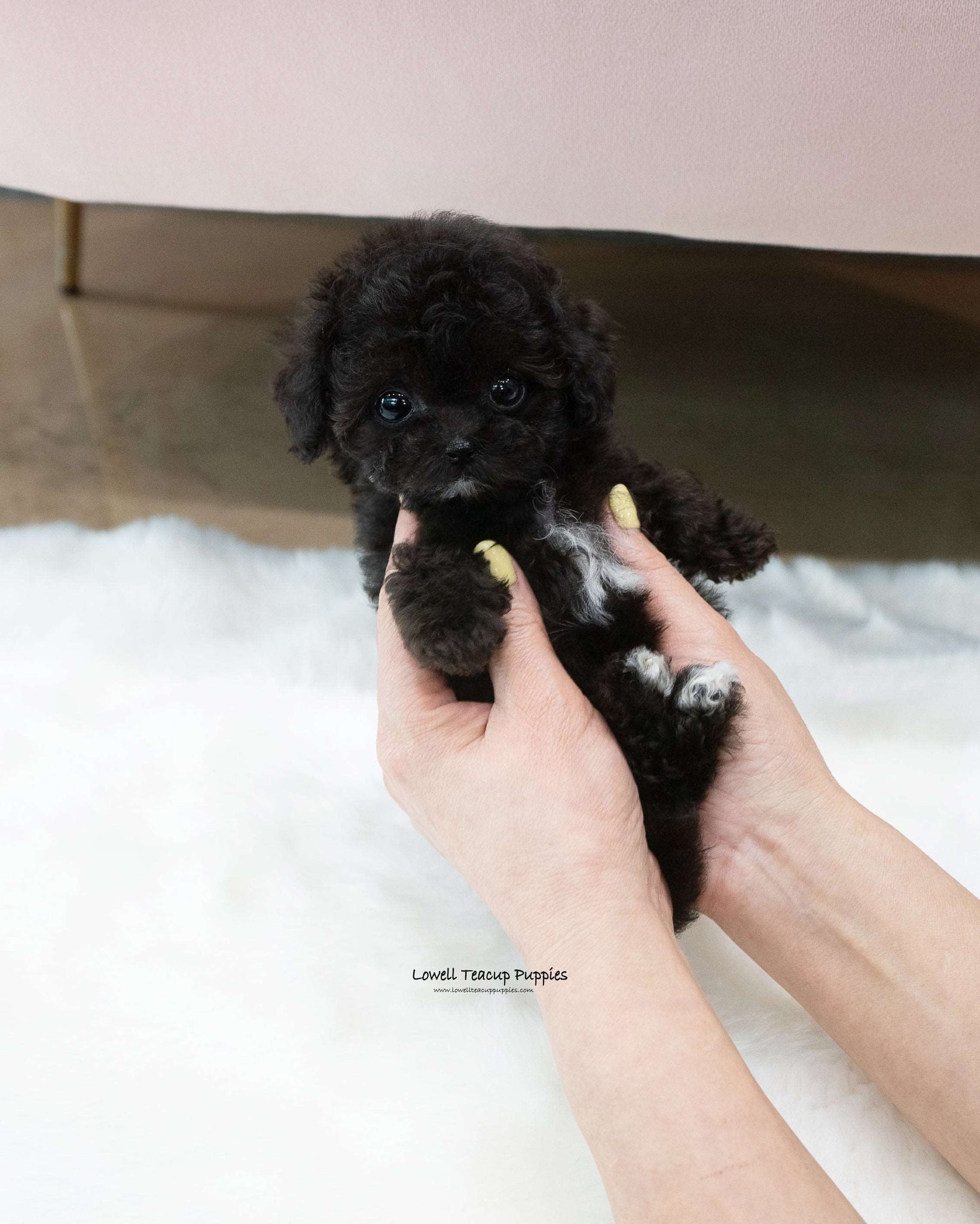 Teacup Poodle Male [Kai]