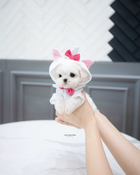 Teacup Maltese Female [Cotton]