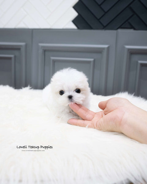 Teacup Maltese Male [Will]