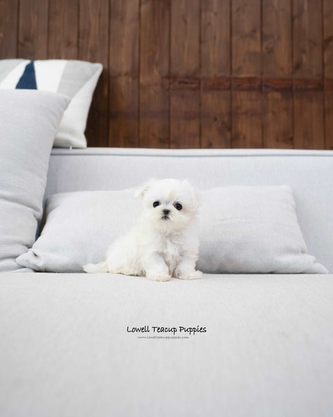 Teacup Maltese Female [Eblin]