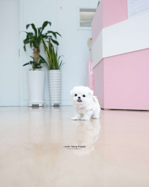 Teacup Maltese Female [Kassia]