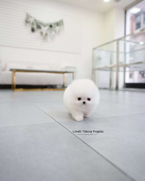 Teacup Pomeranian Female [May]