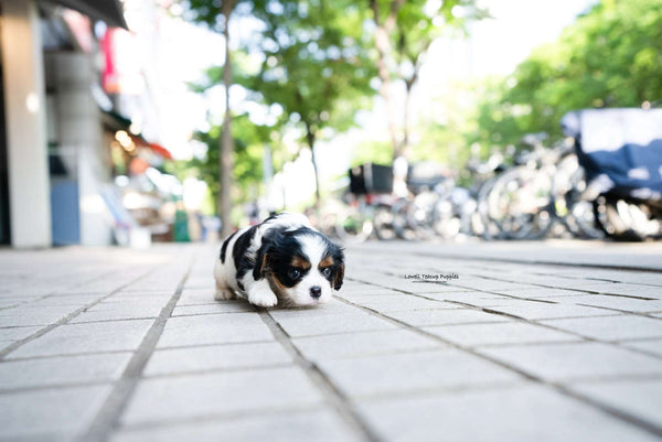 Mini King Charles Spaniel  Female [Charlotte] - Lowell Teacup Puppies inc