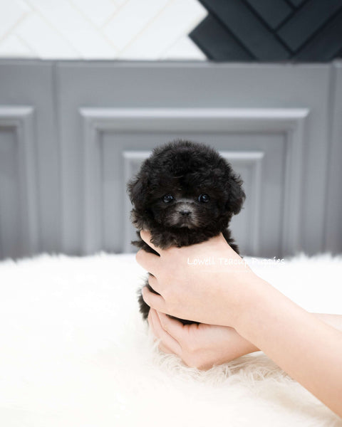 Teacup Poodle Female [Chloe]