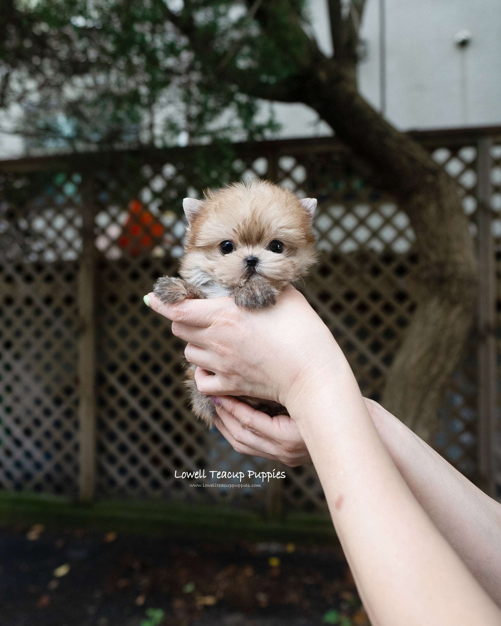 Teacup Morkie Male [Lon]