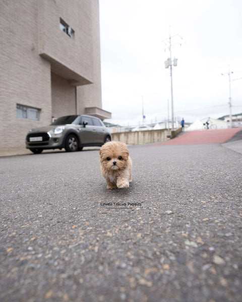 Teacup Maltipoo Female [Lucy]