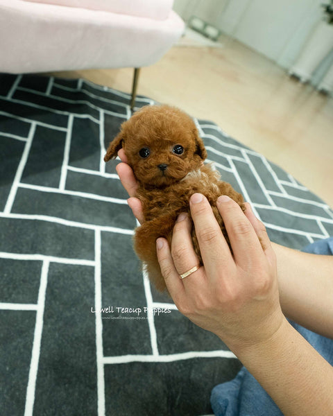 Teacup Poodle Male [Buster]