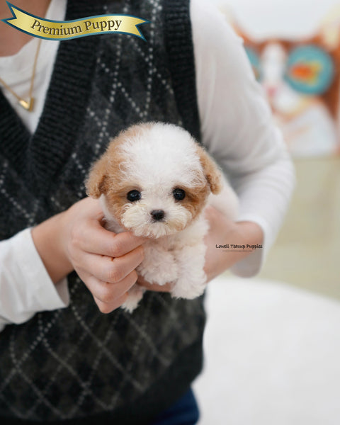 Teacup Maltipoo Female [Apple]