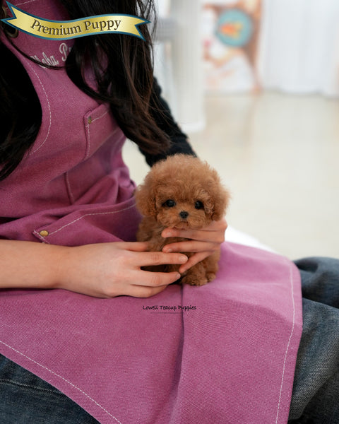 Teacup Poodle Male [Ronnie]