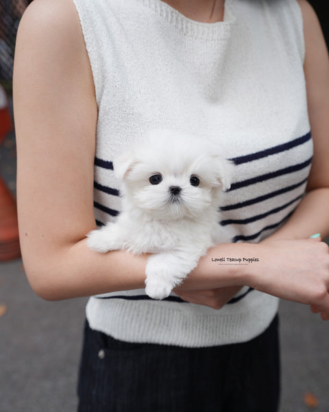 Teacup Maltese Male [Lime]