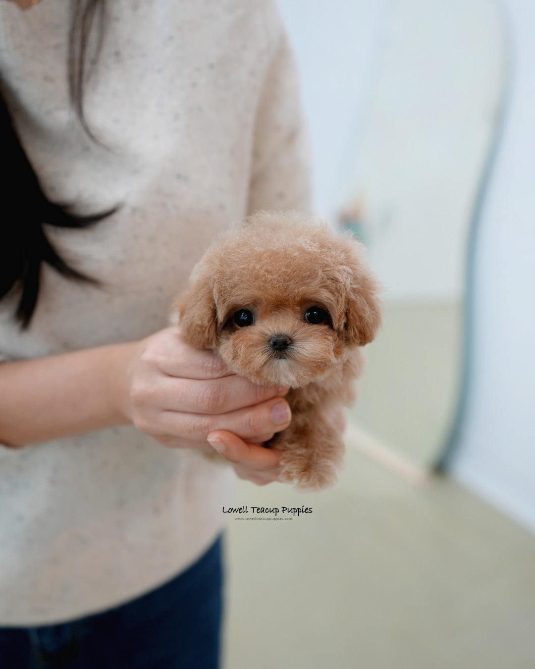 Teacup Poodle Female [Waffle]