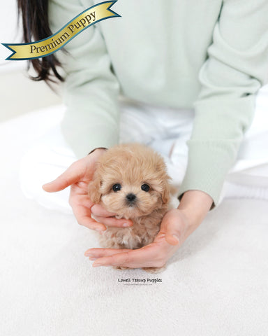 Teacup Maltipoo Male [Colin]