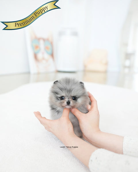 Teacup Pomeranian Male [Dewey]