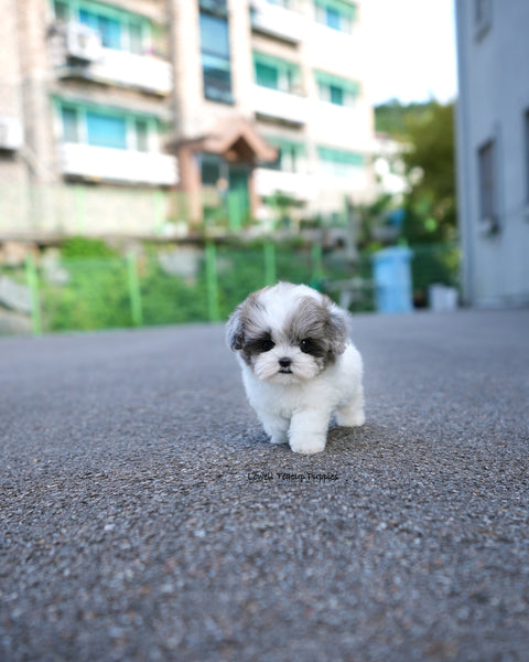Teacup Maltipoo Female [Sugar]