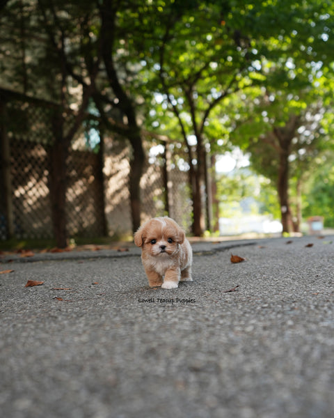 Teacup Maltipoo Male [Zeke]