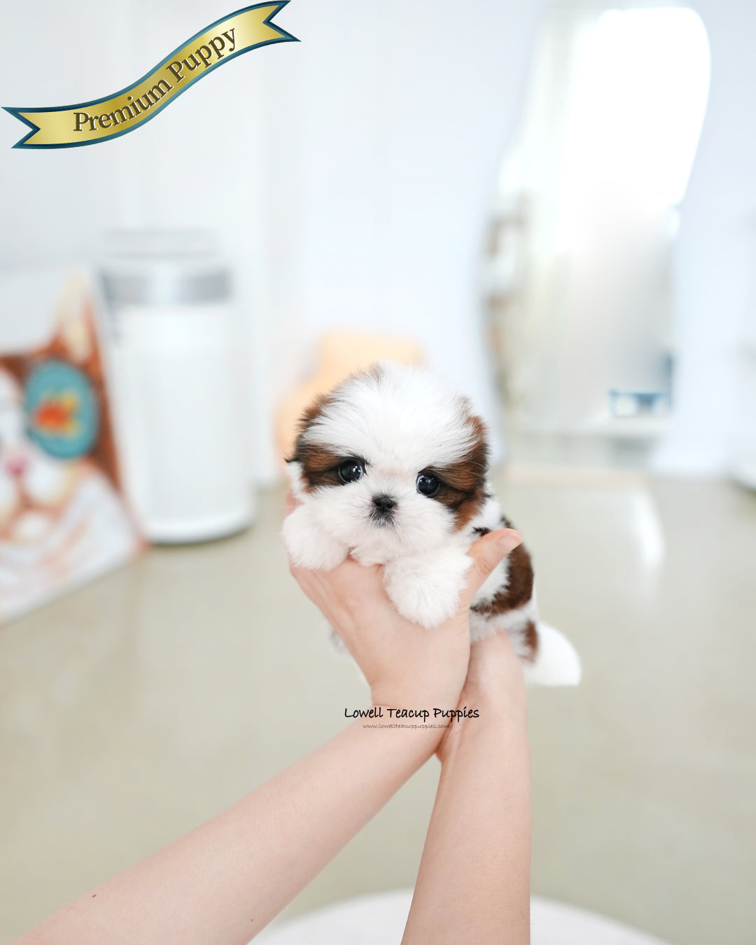 Teacup ShihTzu Female [Darling]