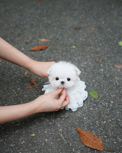 Teacup Maltese Female [Helen]