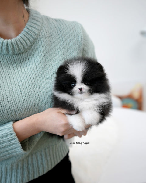 Teacup Pomeranian Female [Lacie]