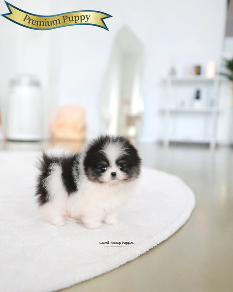 Teacup Pomeranian Female [Sage]