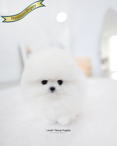 Teacup Pomeranian Female [Lena]