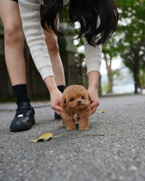 Teacup Poodle Male [Orin]