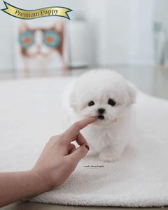 Teacup Bichon Frise Female [May]