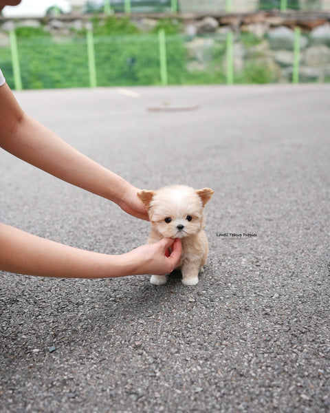 Teacup Maltipoo Male [Titi]