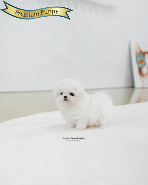 Teacup Bichon Frise Female [Celine]