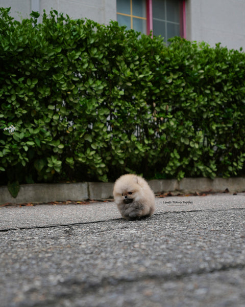 Teacup Pomeranian Male [Lucian]