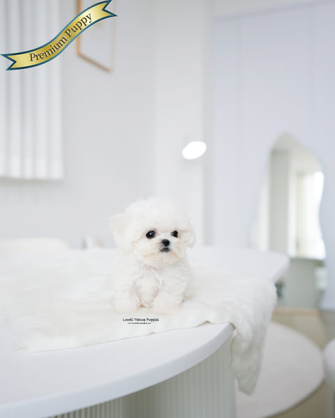 Teacup Bichon Frise Female [Star]