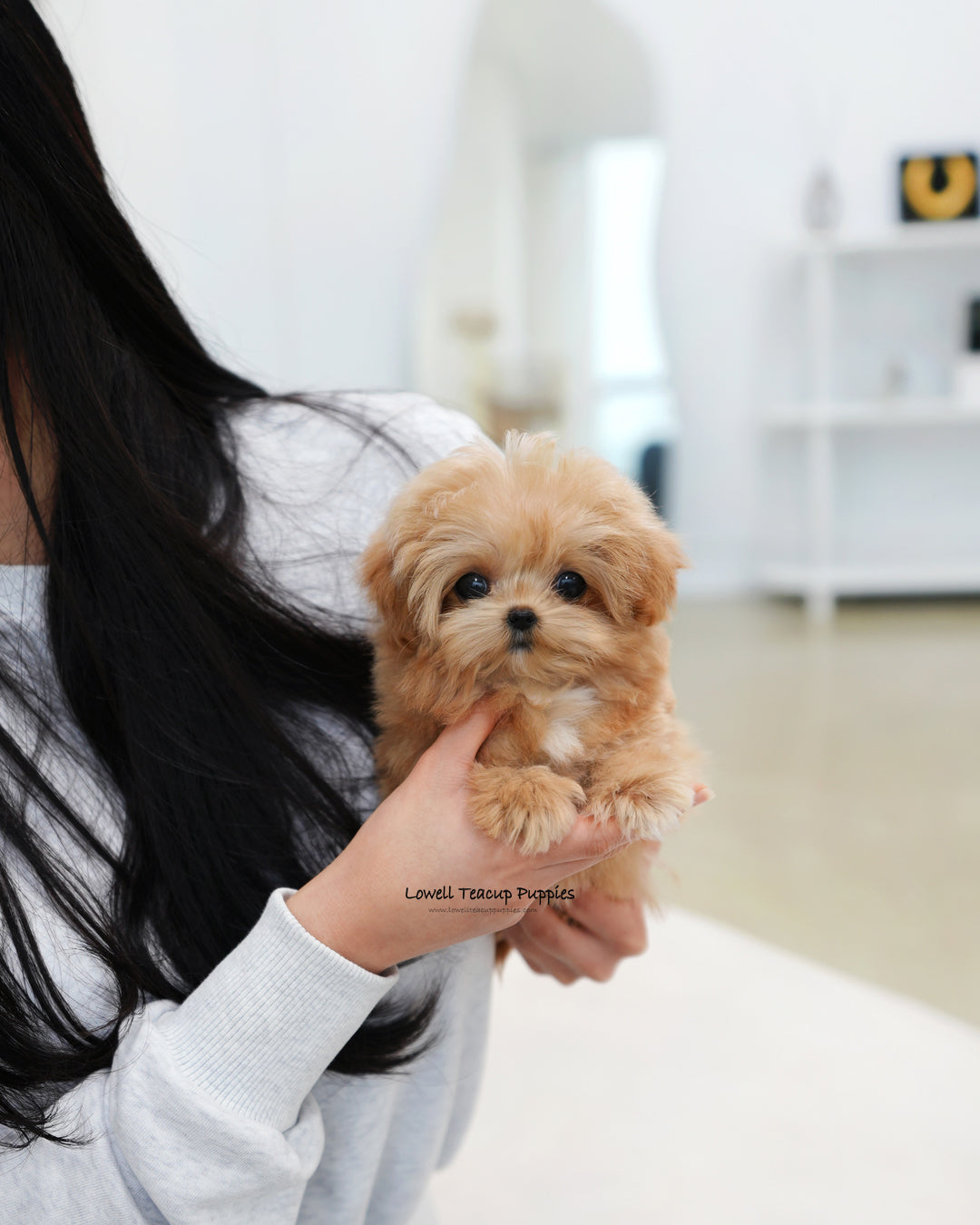 Teacup Maltipoo Female [Ringo]