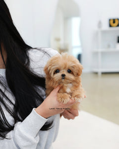 Teacup Maltipoo Female [Ringo]