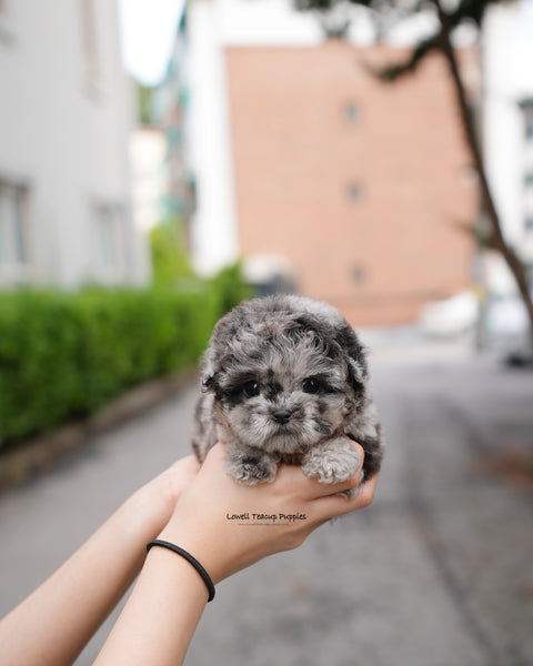 Teacup Poodle Female [Elle]