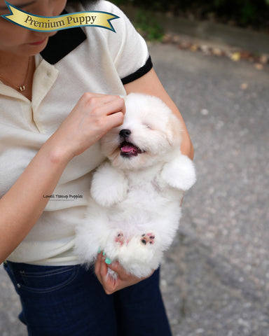 Mini Coton de Tulear Male [Goofy]