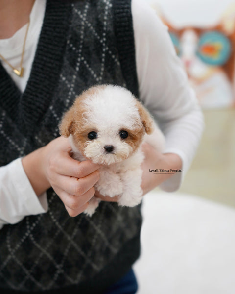 Teacup Maltipoo Female [Apple]