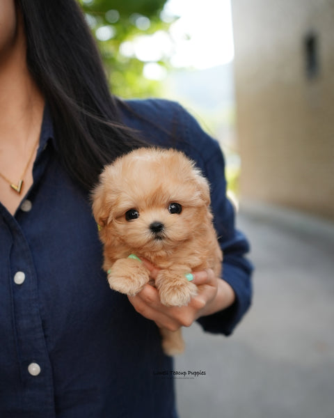 Teacup Maltipoo Female [Evie]