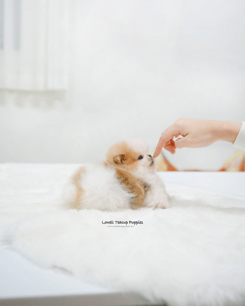Teacup Pomeranian Female [Celine]