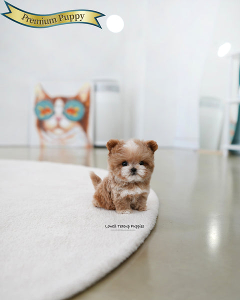 Teacup Maltipoo Male [Mickey]