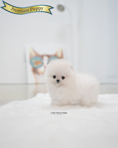 Teacup Pomeranian Male [Roi]