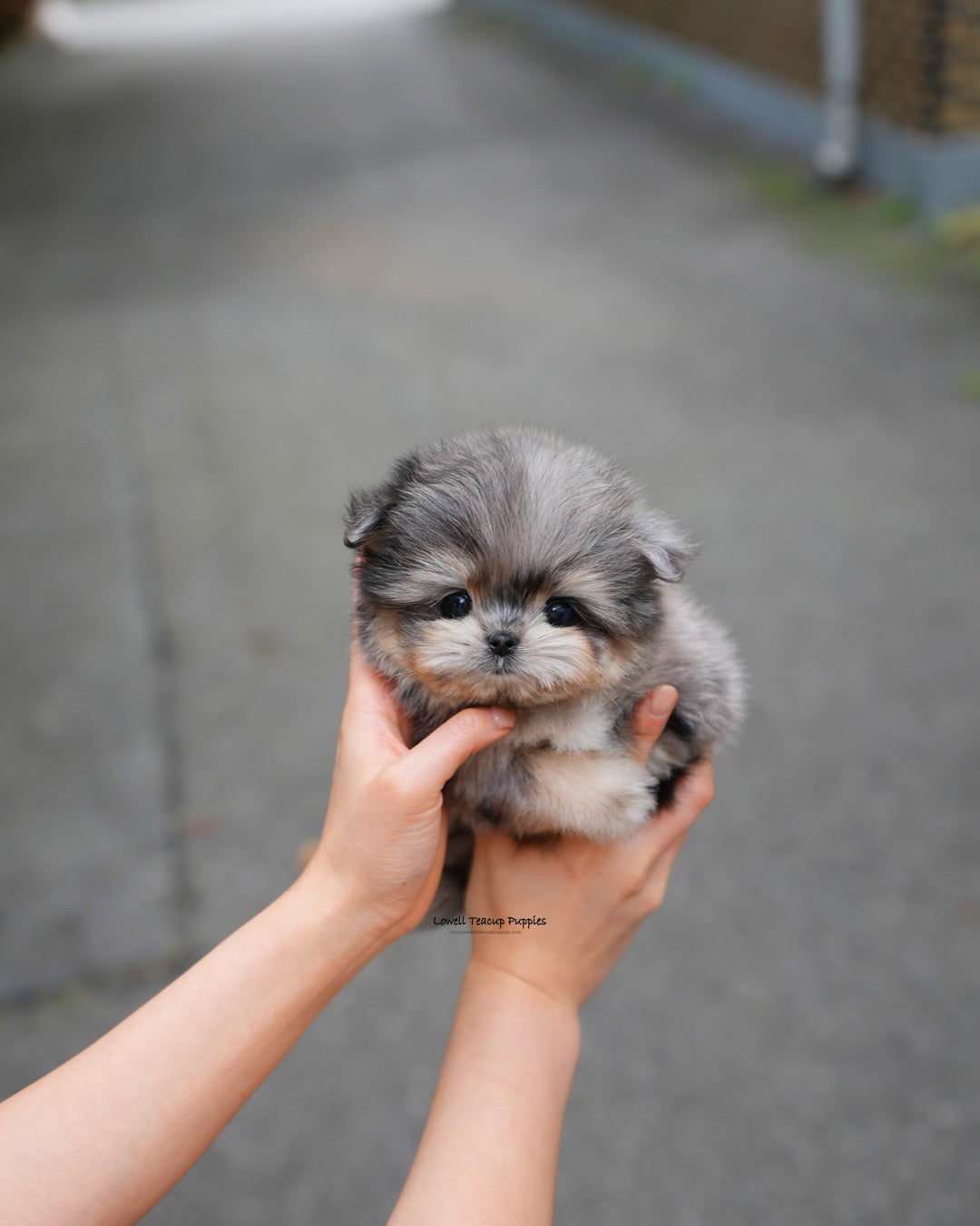Teacup Maltipom Male [Hugo]