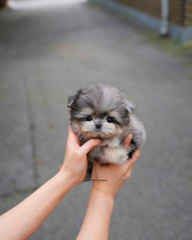 Teacup Maltipom Male [Hugo]