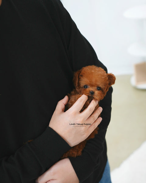 Teacup Poodle Female [Ruby]