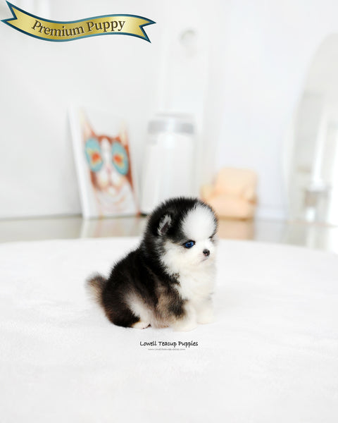 Mini Pomsky Male [Chopa]