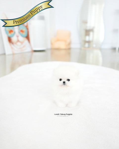 Teacup Pomeranian Male [Marshmallow]