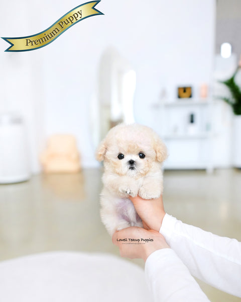 Teacup Poodle Female [Mochi]