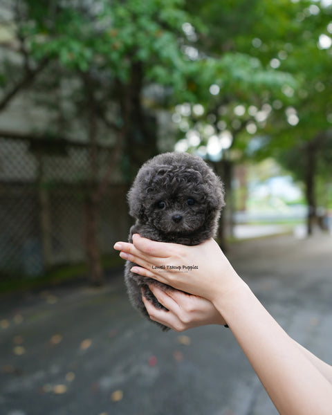 Teacup Poodle Female [Ivy]